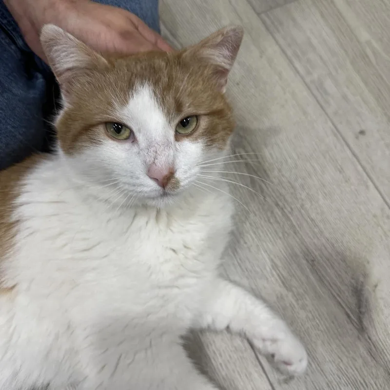 Porchy Pirate thumbnail 6