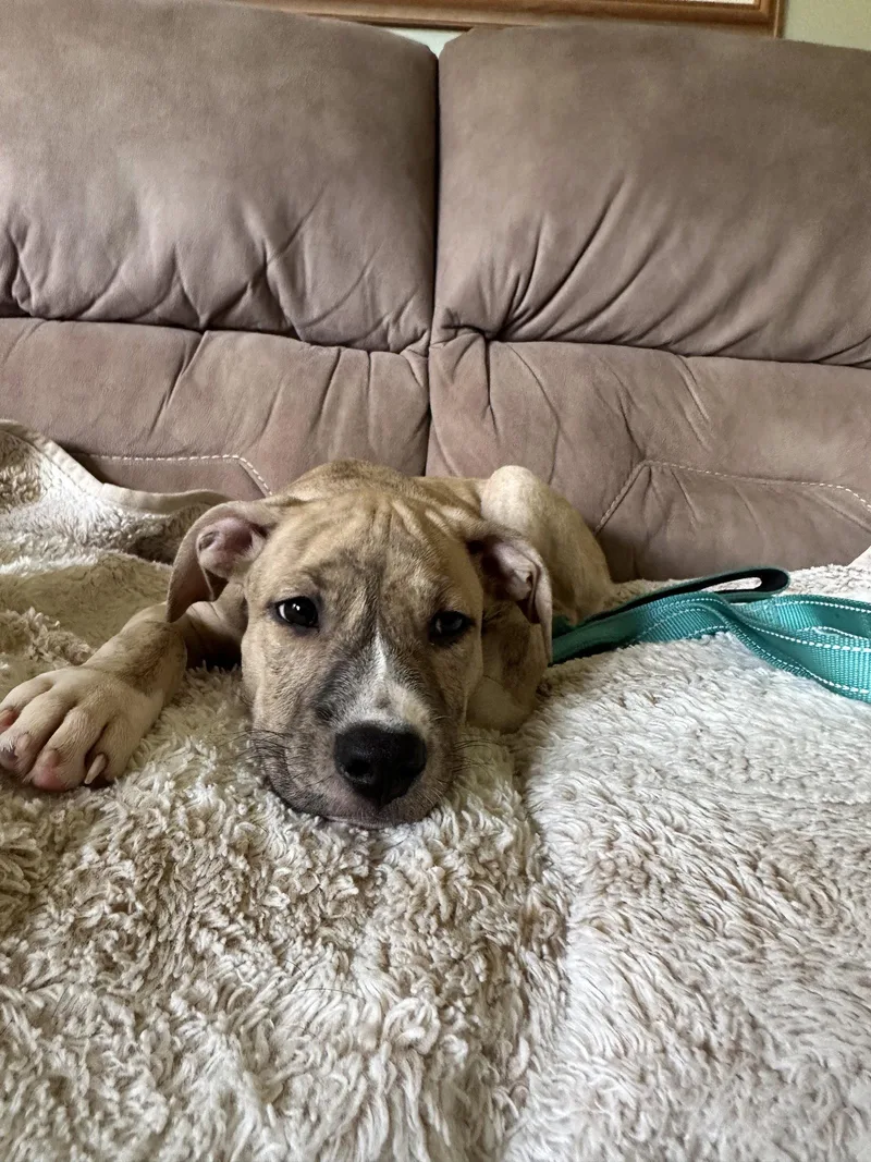 A baby large-sized female Pit Bull Terrier dog named Cleo NJ for adoption in Rockaway, NJ