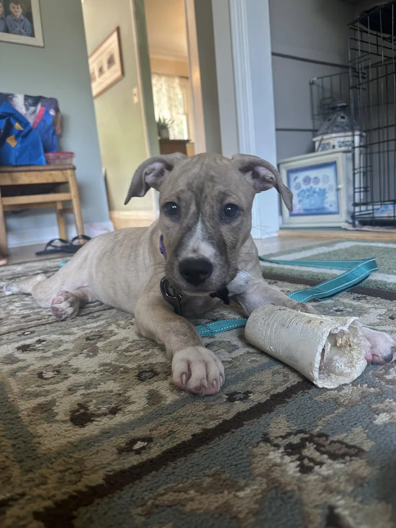 Cleo NJ thumbnail 3