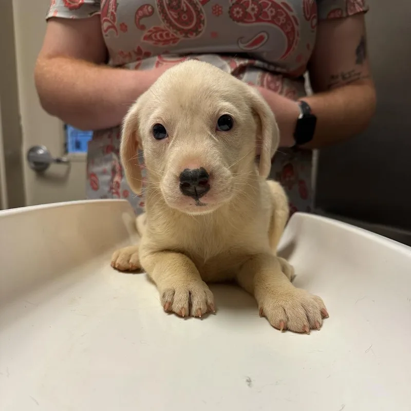 A baby small-sized male White / Cream Hound dog named Simon for adoption in Fairfax Station, VA