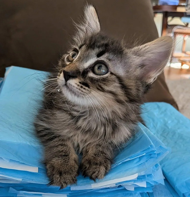 A baby medium-sized male Tabby (Gray / Blue / Silver) Domestic Medium Hair cat named Pistachio for adoption in Queen Creek, AZ