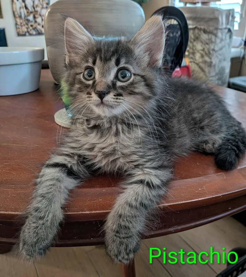 Pistachio thumbnail 3