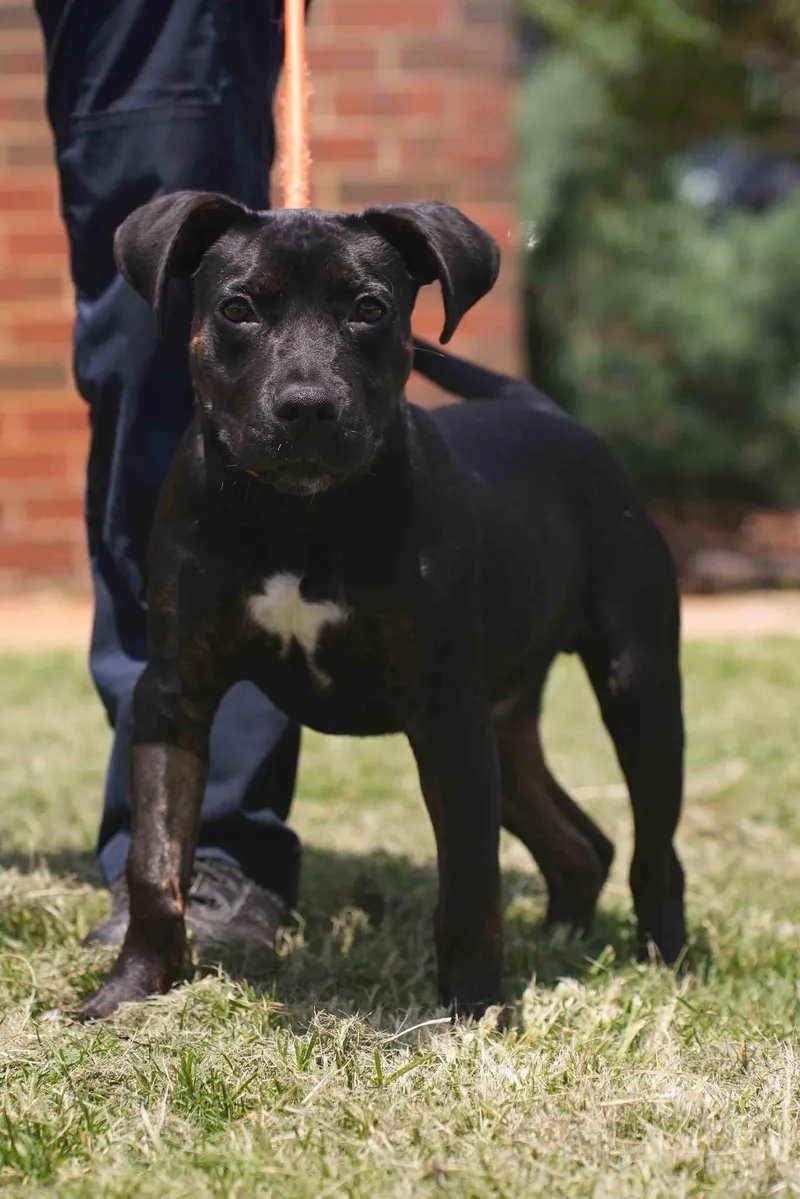A young medium-sized male Pit Bull Terrier dog named Otis for adoption in Stillwater, OK