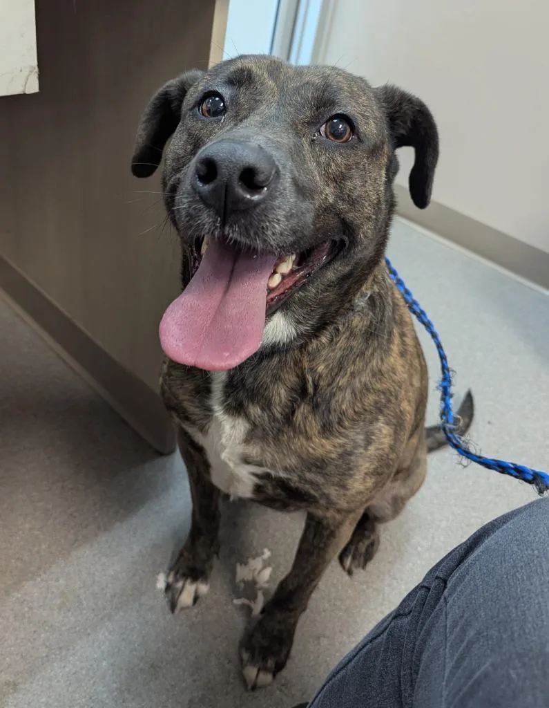 An adult medium-sized female Pit Bull Terrier dog named Medusa for adoption in La Porte, IN