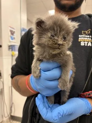 A baby small-sized male Domestic Medium Hair cat named Magnum for adoption in Gastonia, NC