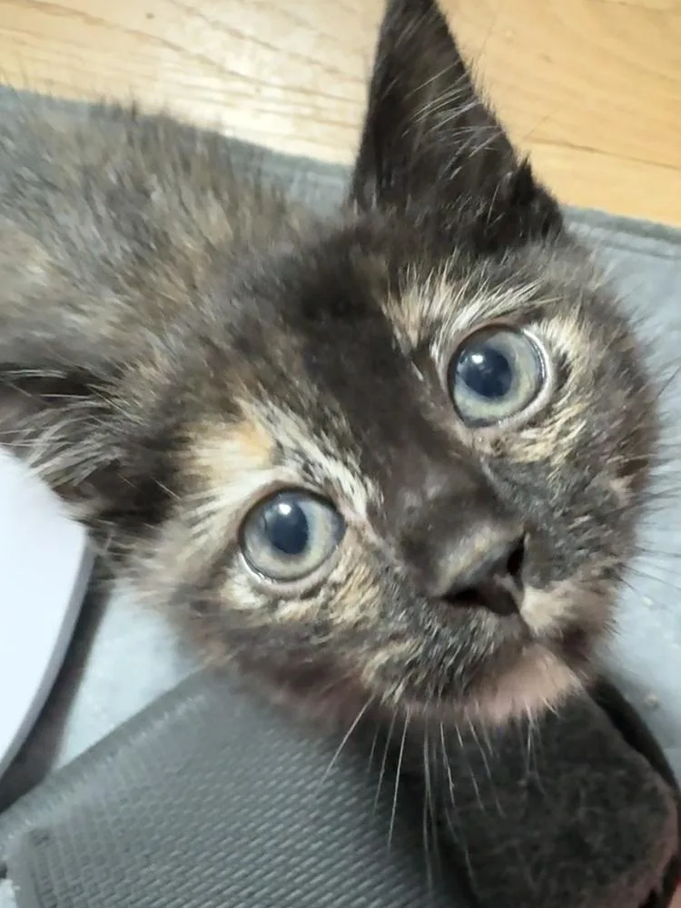 A baby small-sized female Tortoiseshell Domestic Short Hair cat named Tina Belcher for adoption in Ferndale, MI