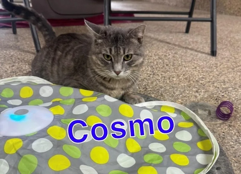 Cosmo