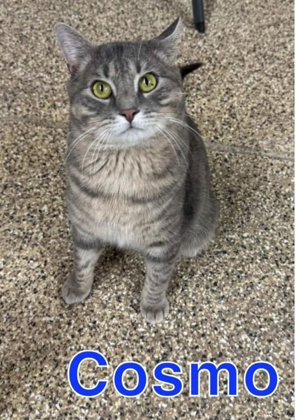 Cosmo thumbnail 2