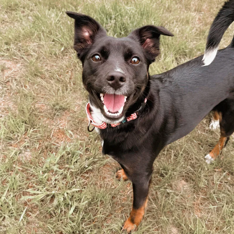 An adult medium-sized female Terrier dog named Lucy for adoption in Arlington, VT