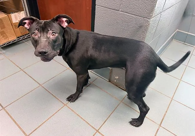 An adult medium-sized female Black Mixed Breed dog named Tauros for adoption in Nashville, TN