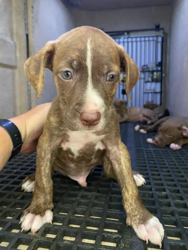 A baby small-sized male Mixed Breed dog named Jeff for adoption in Cartersville , GA