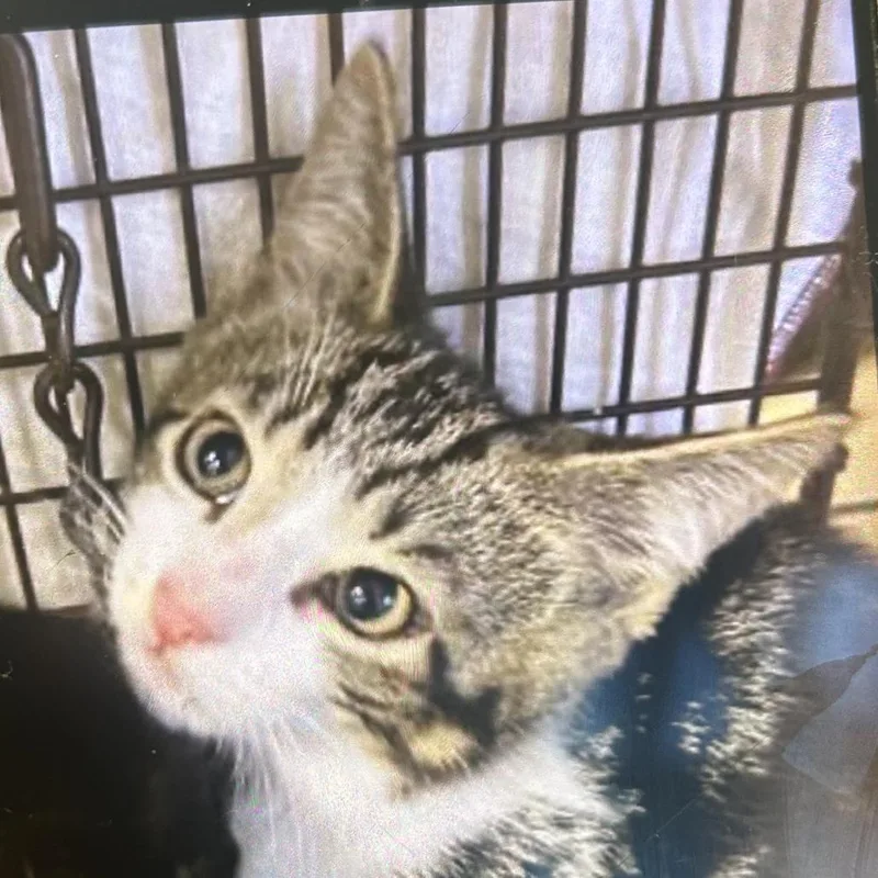 A young large-sized male Brown / Chocolate Domestic Short Hair cat named Mochi for adoption in West Palm Beach, FL