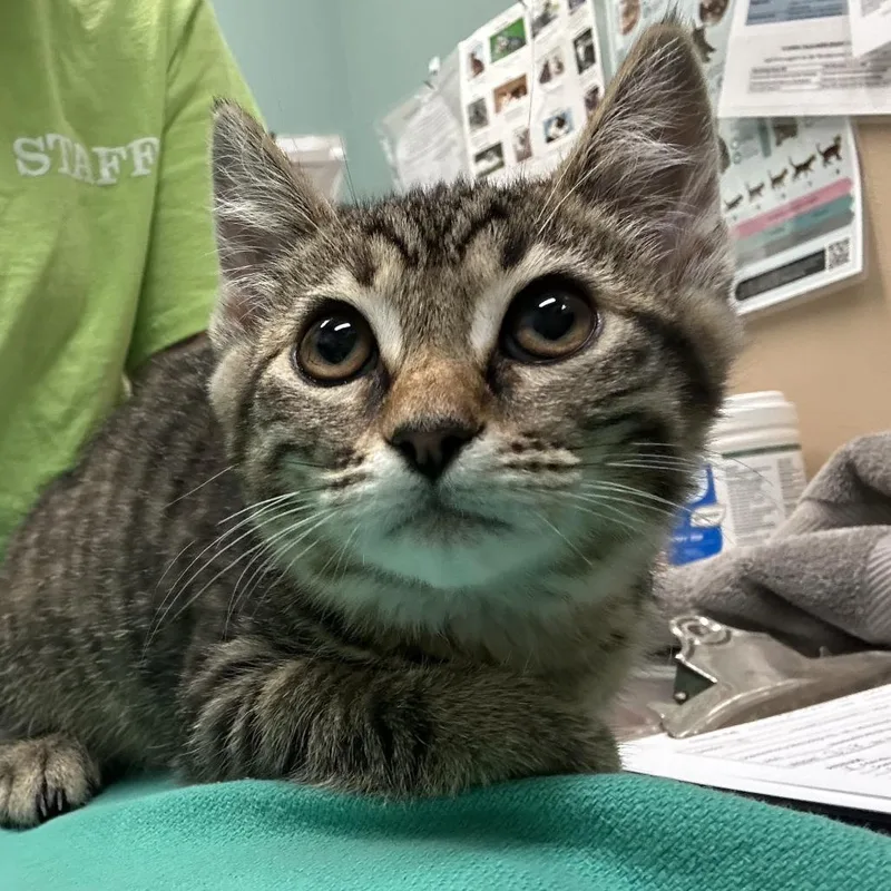 A baby small-sized female Brown / Chocolate Domestic Short Hair cat named Jupiter for adoption in Tacoma, WA