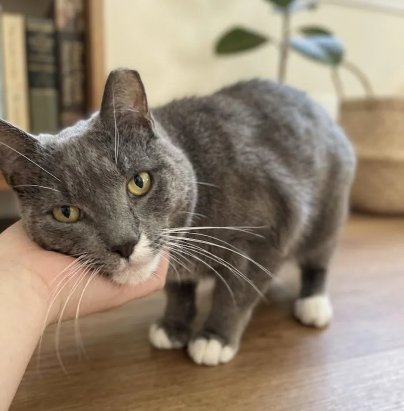 An adult medium-sized male Gray & White Domestic Short Hair cat named Jake for adoption in Long Beach, NY