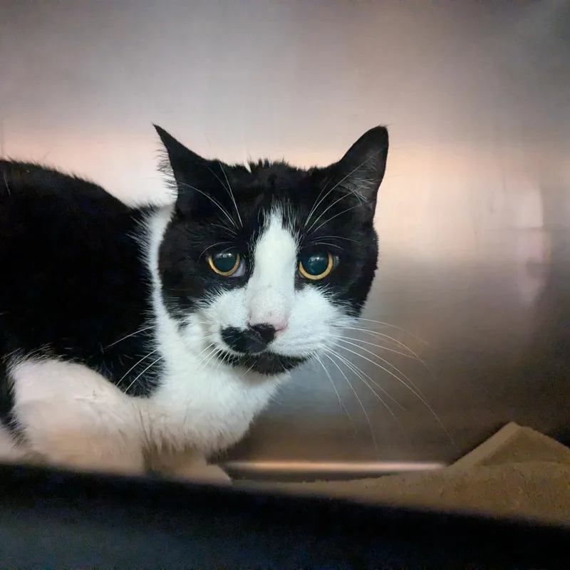 A senior large-sized male White Domestic Short Hair cat named Coco for adoption in Providence, RI