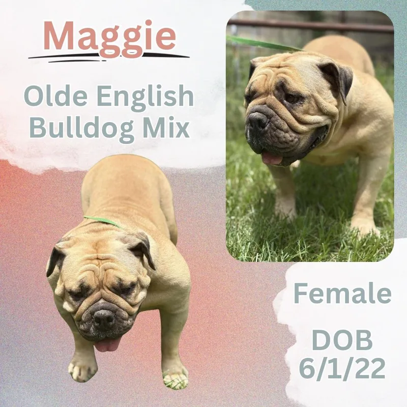 Maggie