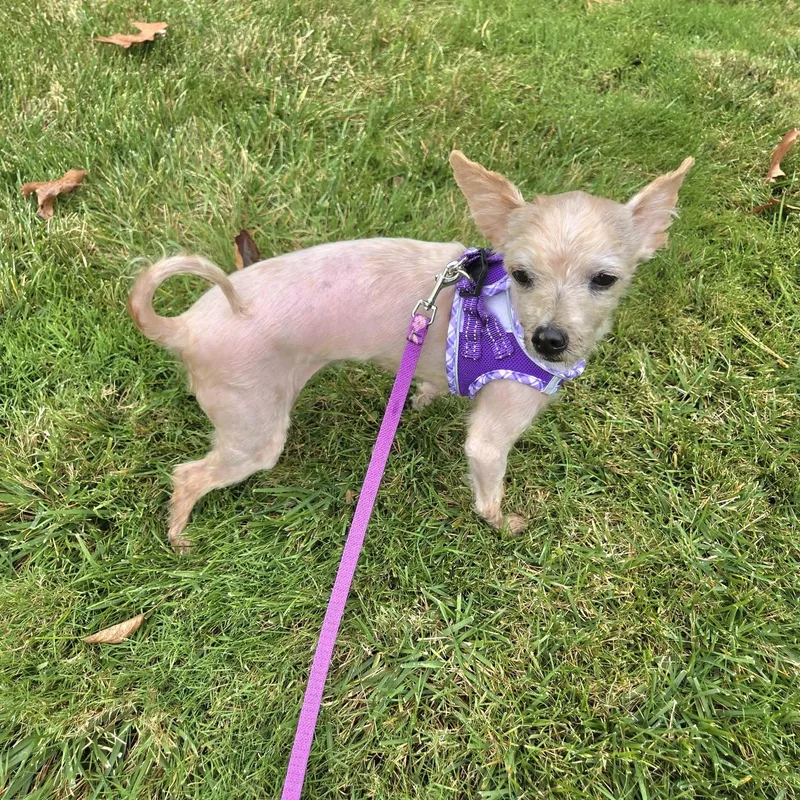 A senior small-sized female Terrier dog named Ruby for adoption in Pelham, NH