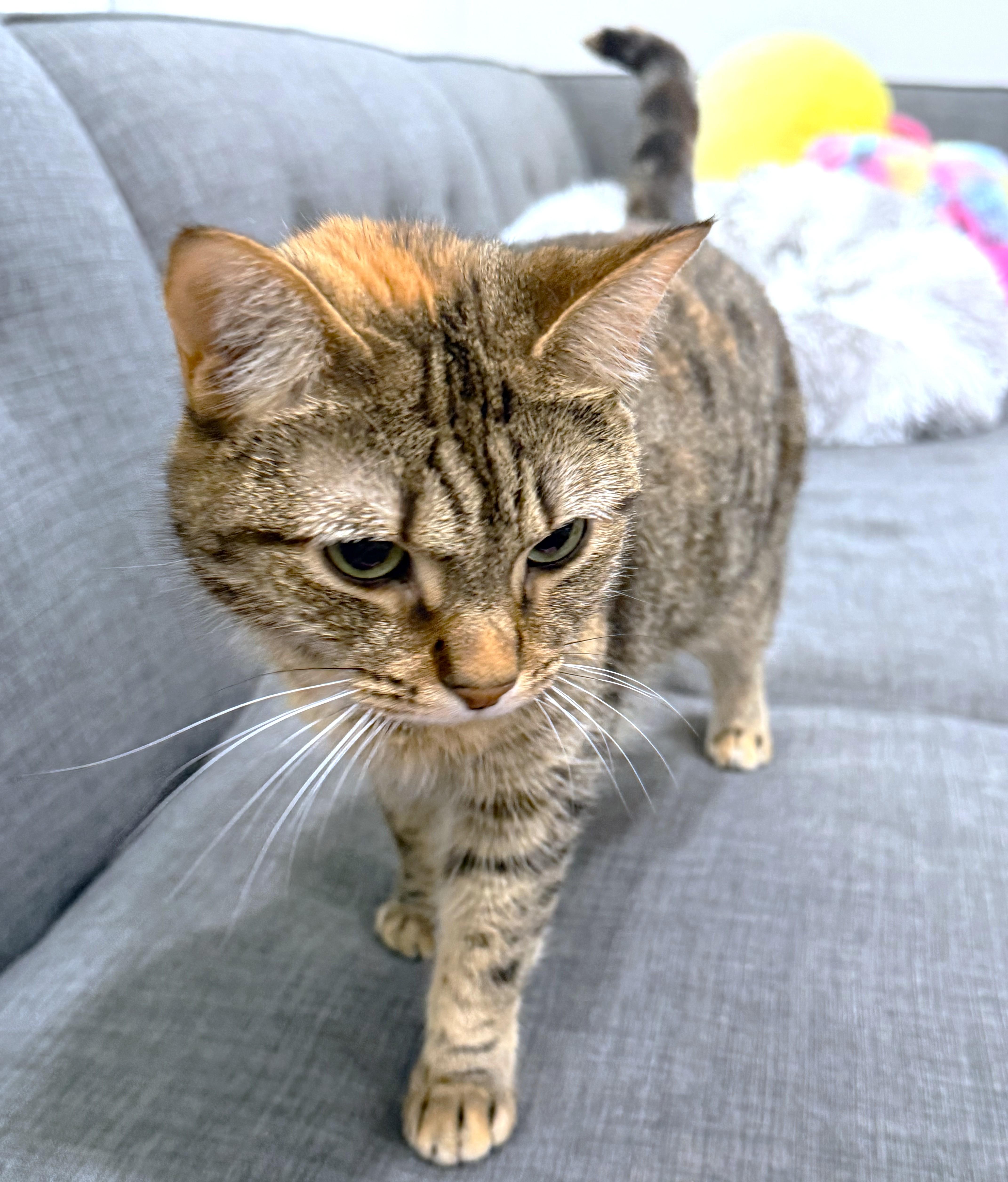 An adult medium-sized female White Bengal cat named Magnificent Maya for adoption in Danbury, CT