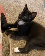 A baby small-sized male Domestic Long Hair cat named Ellis for adoption in Tustin, CA