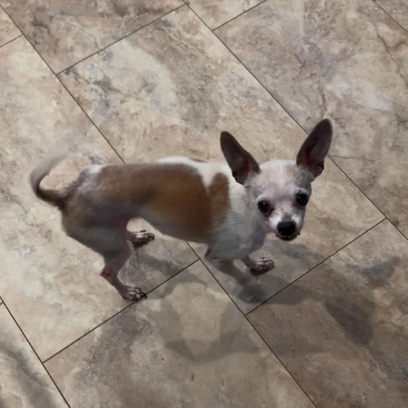 An adult small-sized male Brown / Chocolate Chihuahua dog named Chichi for adoption in Franklin, NC