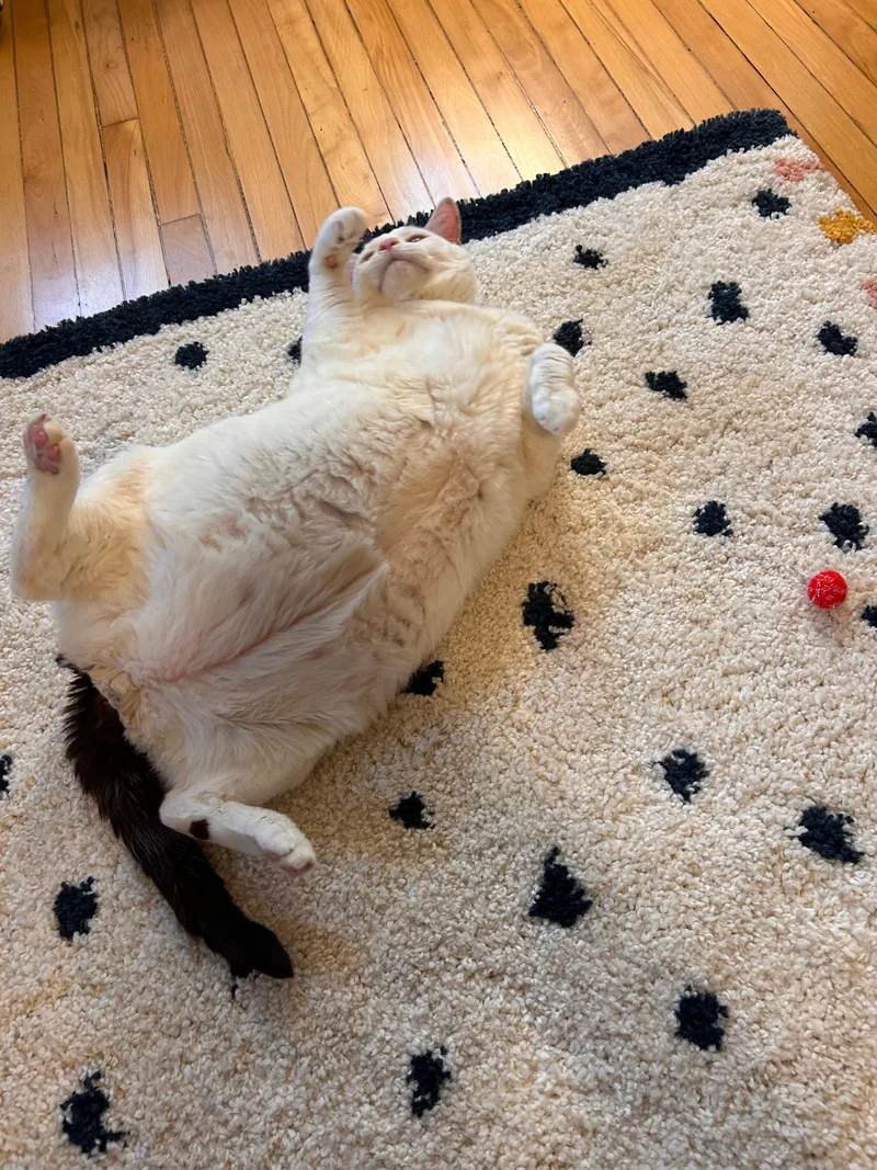 A senior extra large-sized male Domestic Short Hair cat named Charlie for adoption in Melrose, MA