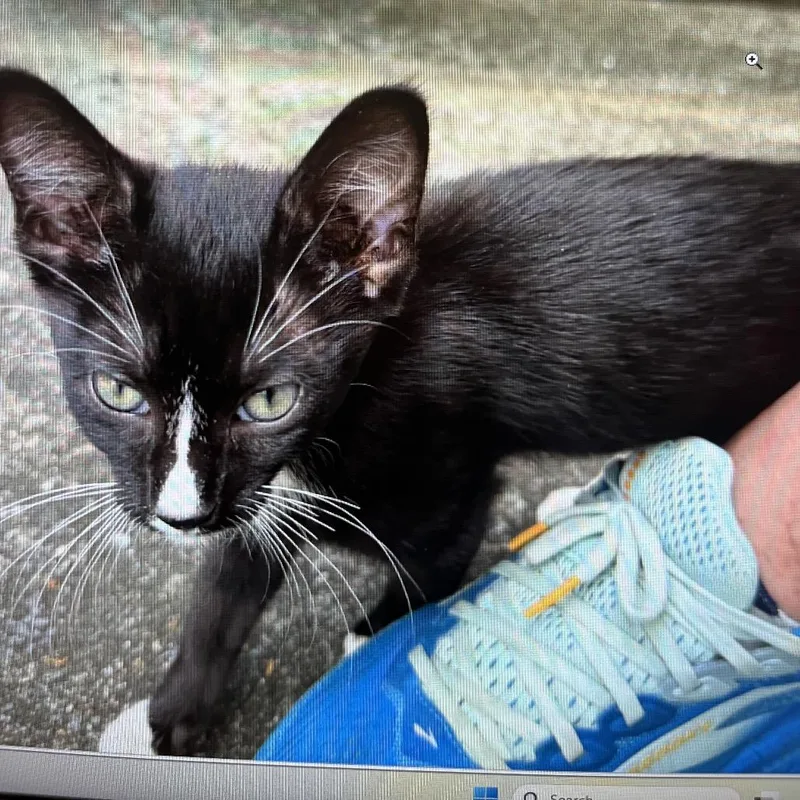 A baby small-sized female Black Domestic Short Hair cat named Wallet for adoption in Greensboro, NC