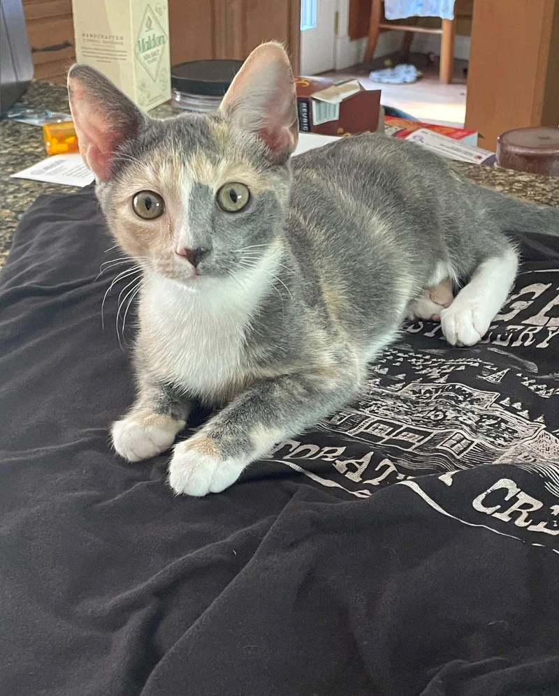 A baby medium-sized female Domestic Short Hair cat named Melody for adoption in Nashville, TN