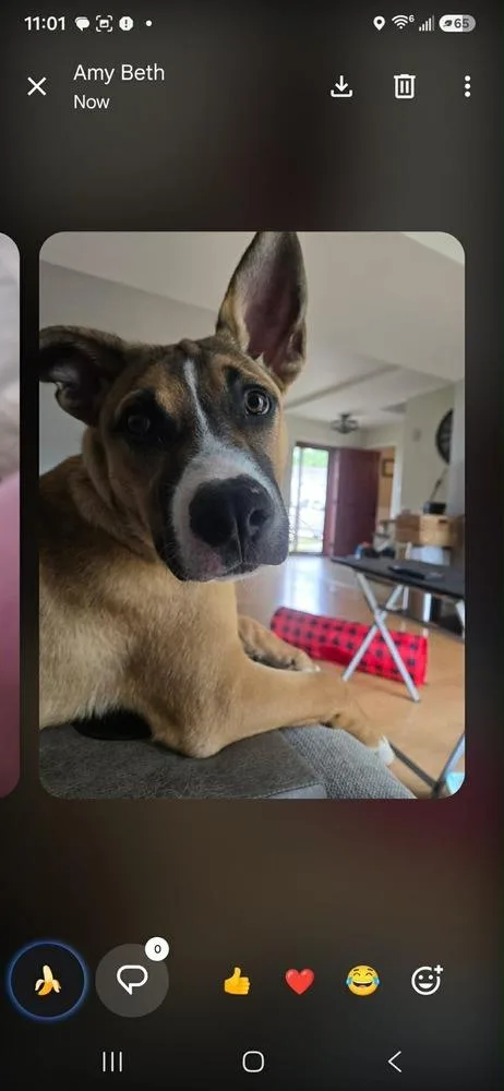 A young large-sized male Boxer dog named Jack for adoption in Willingboro, NJ