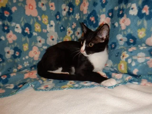 A baby small-sized male Domestic Short Hair cat named Moonbeam for adoption in San Jose, CA