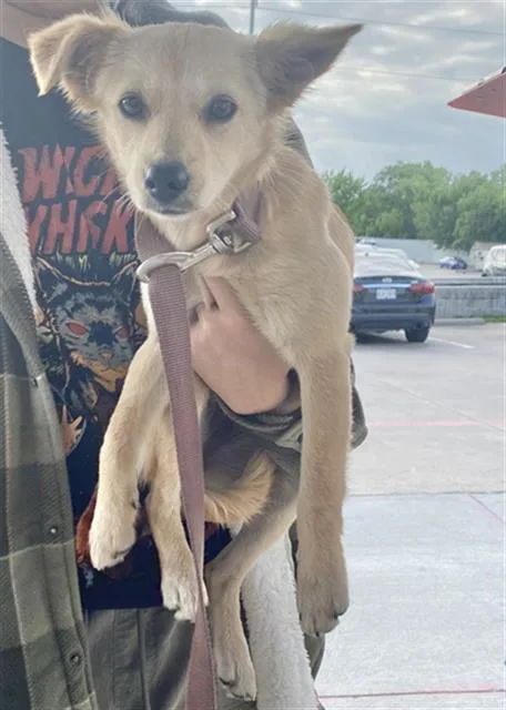 A baby medium-sized female Mixed Breed dog named Genie for adoption in Dallas, TX