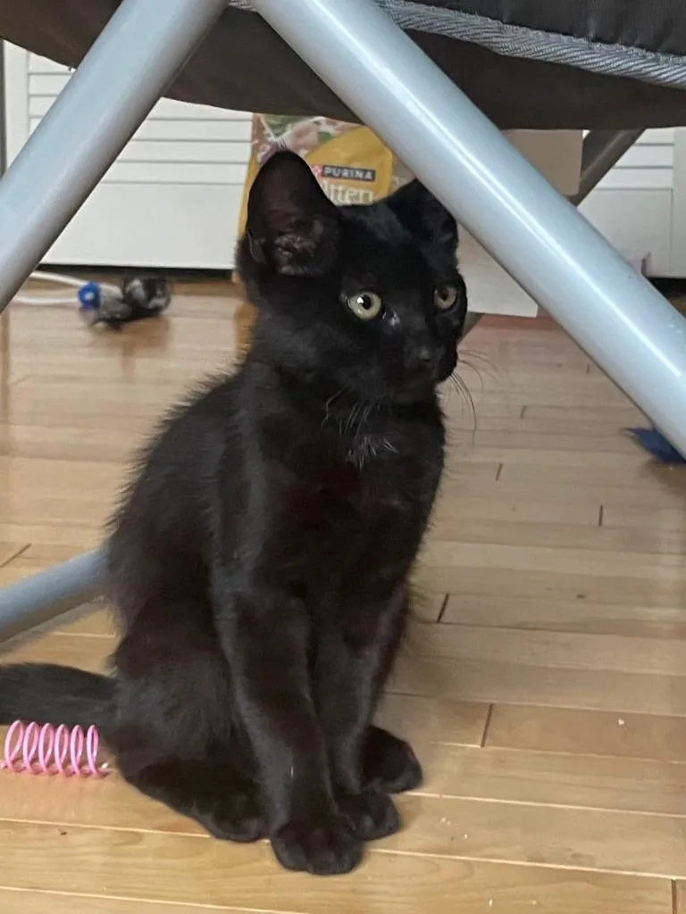 A baby small-sized male Domestic Short Hair cat named Pickles for adoption in Pitman, NJ