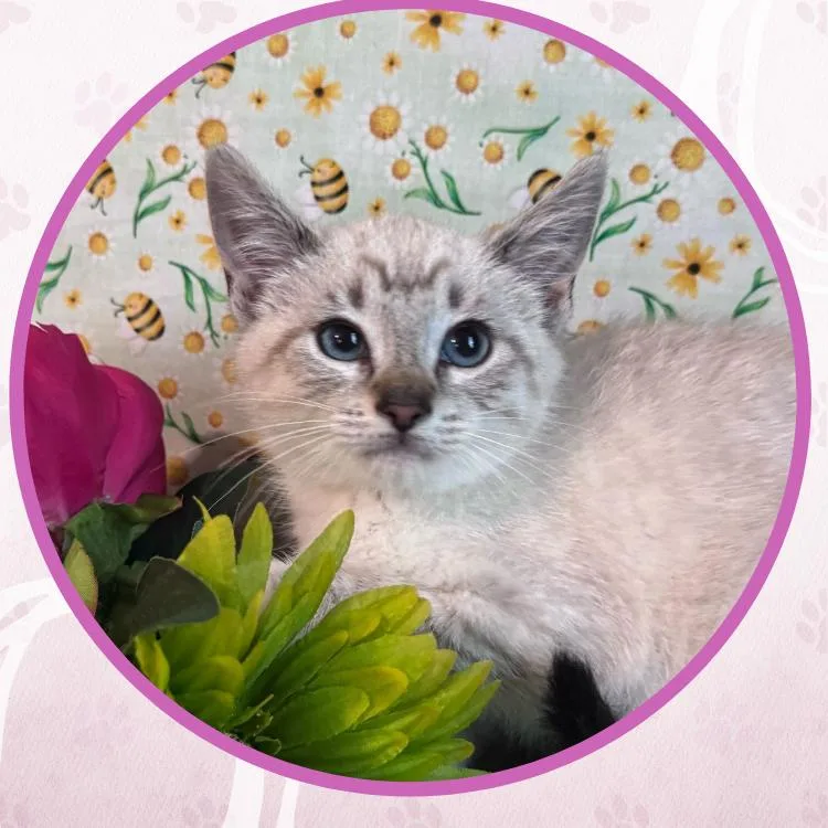 A baby small-sized male Cream / Ivory Domestic Short Hair cat named Rock Lobster for adoption in Toms River, NJ