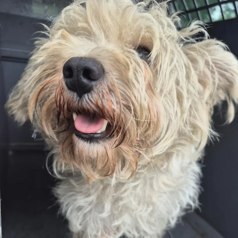 An adult small-sized female White / Cream West Highland White Terrier / Westie dog named Doc Mcstuffin for adoption in Montgomery, AL