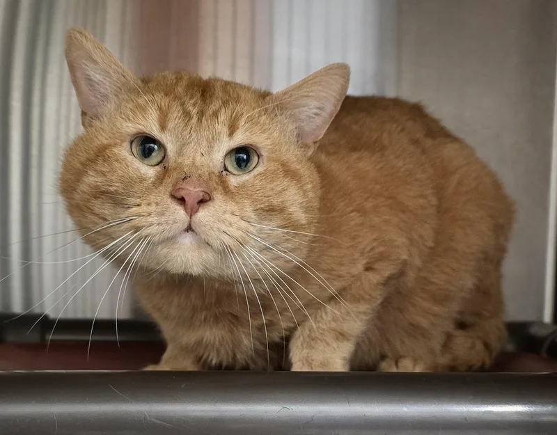 An adult extra large-sized male Tabby (Orange / Red) Domestic Short Hair cat named Jiggy for adoption in Amityville, NY