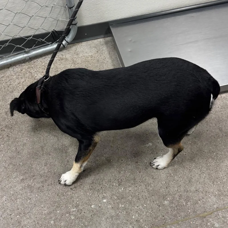 An adult medium-sized female Black Mixed Breed dog named Luna for adoption in Las Cruces, NM