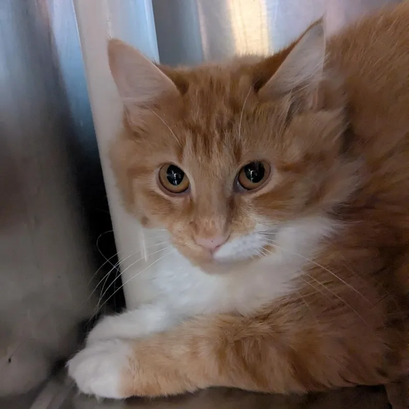 Socks thumbnail 2