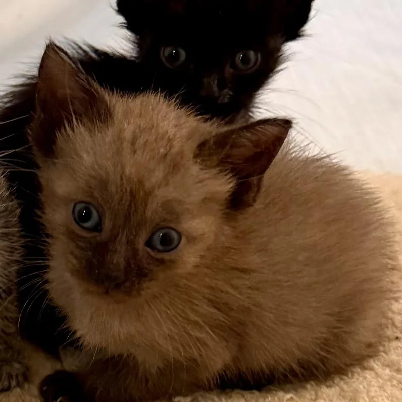 A baby small-sized male Brown / Chocolate Siamese cat named Captain for adoption in Missouri City, TX