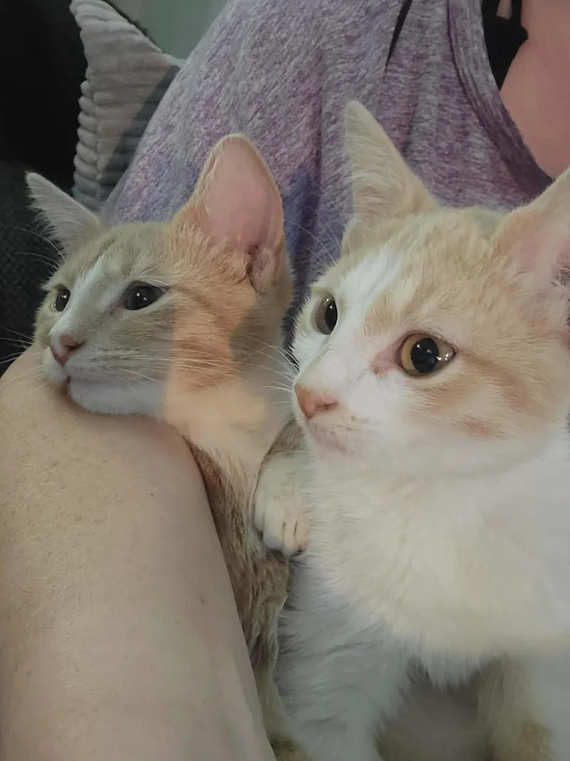 A baby medium-sized female Tabby (Orange / Red) Domestic Short Hair cat named Lemony & Snicket for adoption in Overland Park, KS
