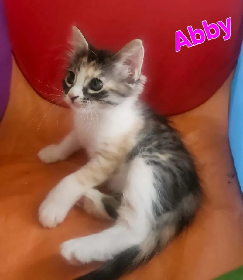 Abby