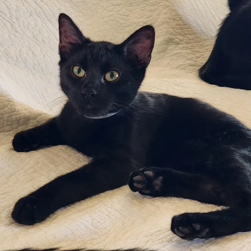 A baby small-sized male Black Domestic Short Hair cat named Oscuro for adoption in Albuquerque, NM