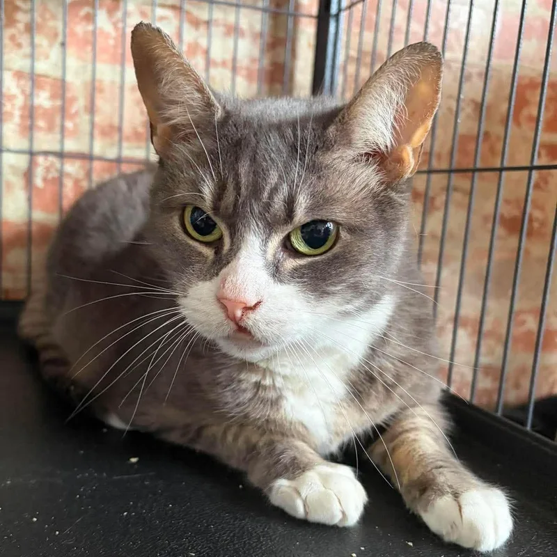 A senior medium-sized female Domestic Short Hair cat named Dolly for adoption in Huntington, NY