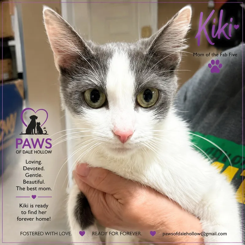 A young medium-sized female Gray & White Domestic Short Hair cat named Kiki for adoption in Byrdstown, TN