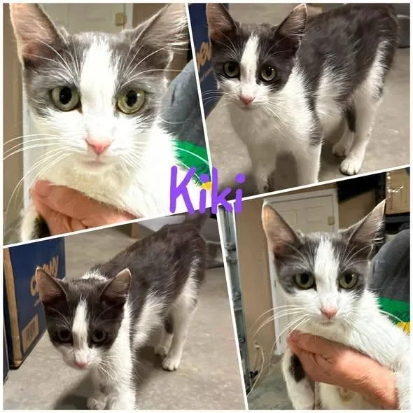 Kiki thumbnail 2