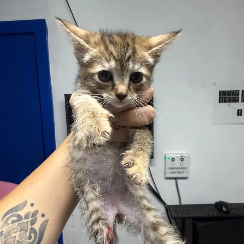 A baby small-sized female Tortoiseshell Domestic Short Hair cat named Astro for adoption in Wahiawa, HI