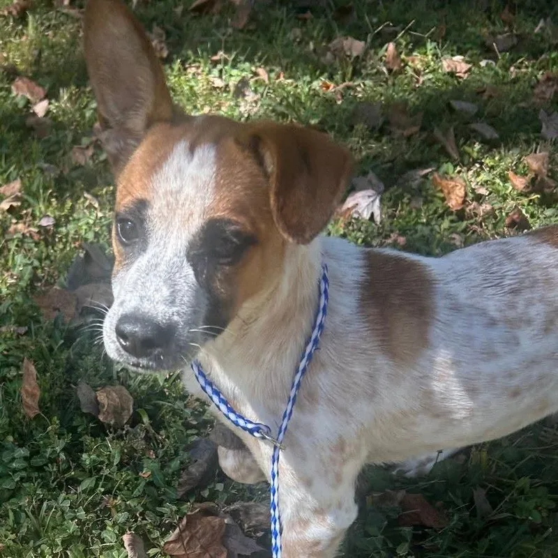 A baby small-sized female Cattle Dog dog named Sheila for adoption in Jasper, IN