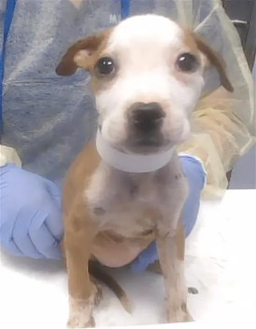 A baby large-sized female Pit Bull Terrier dog named Arya for adoption in Phoenix, AZ