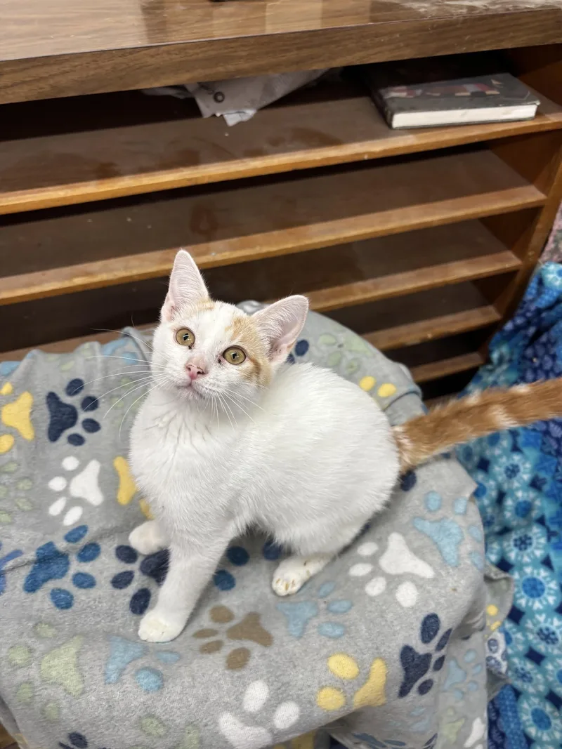 Snow Moon thumbnail 2