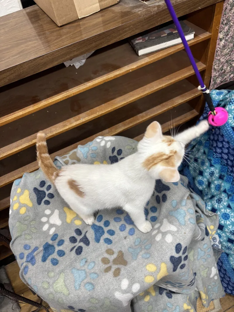 Snow Moon thumbnail 3