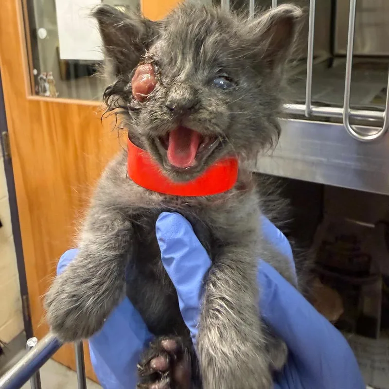 A baby small-sized female Gray / Blue / Silver Domestic Medium Hair cat named Purple Majesty for adoption in Charlottesville, VA