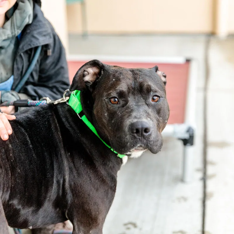 An adult large-sized male Pit Bull Terrier dog named Knight for adoption in Oakland, CA